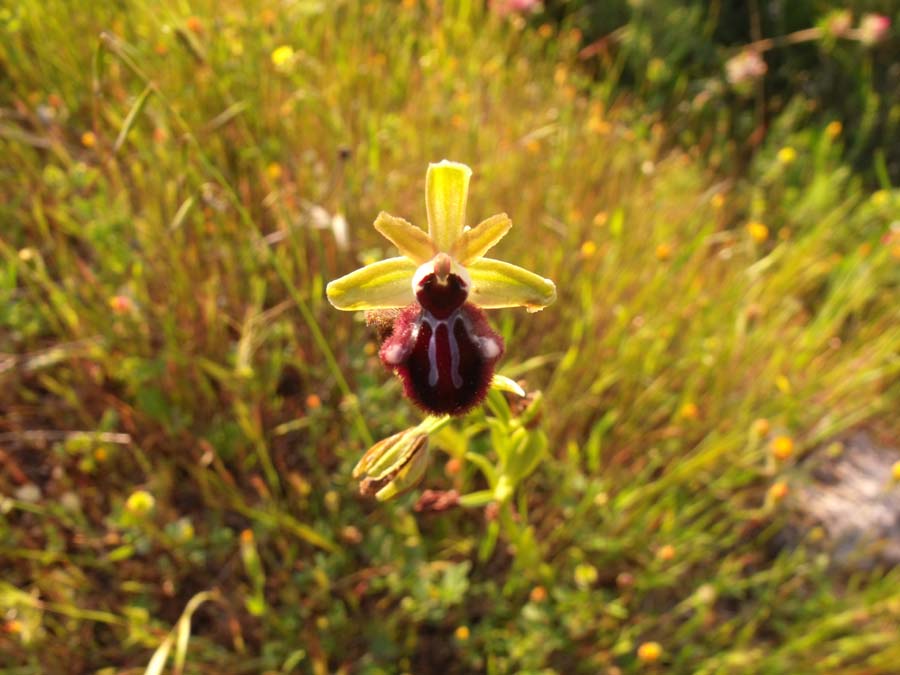 Ophrys 2